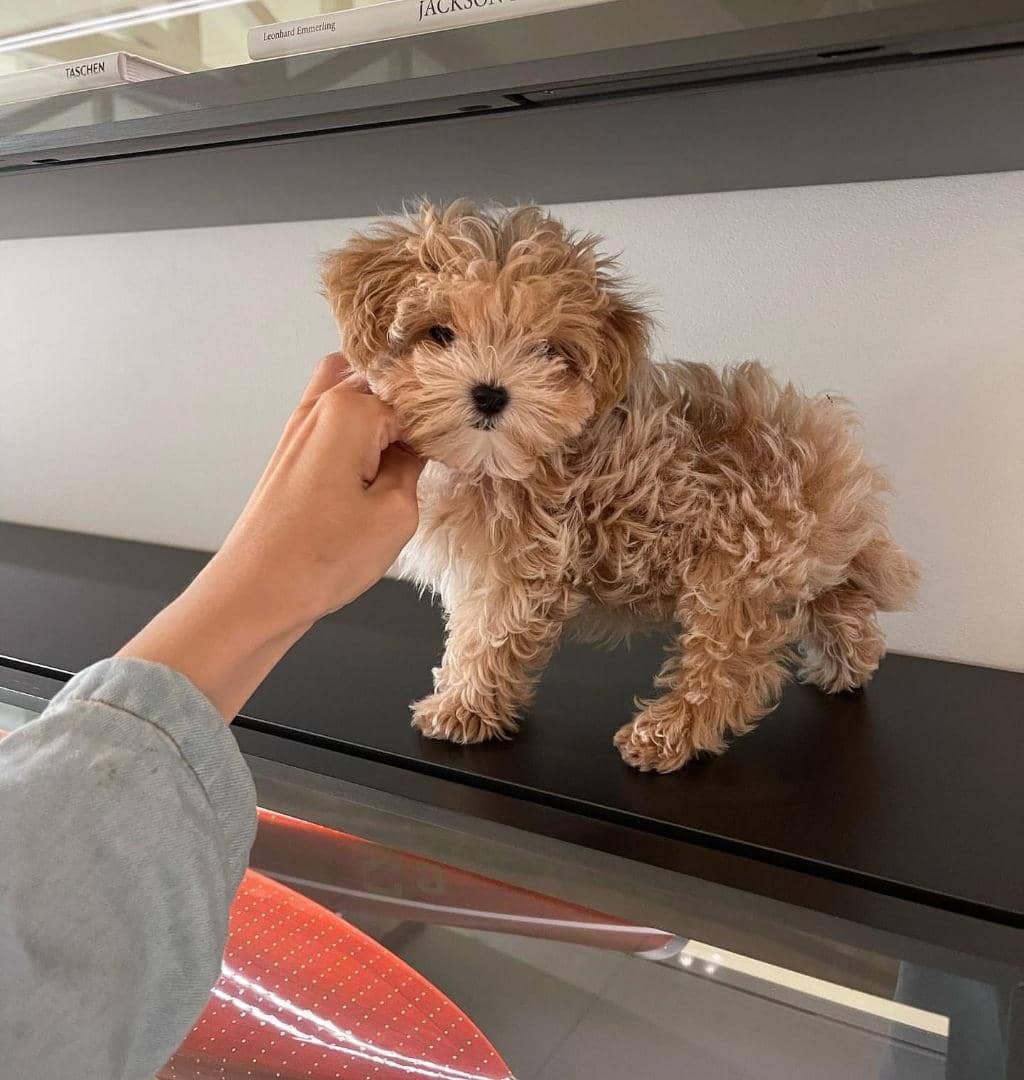 WhatsApp Image 2025-09-27 at 10.03.40